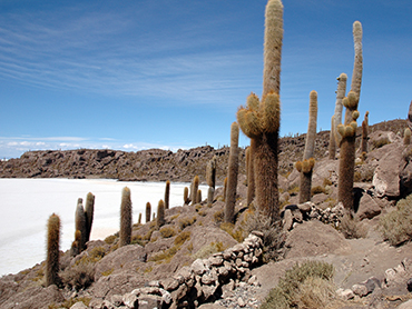 Incahuasi, cactus island